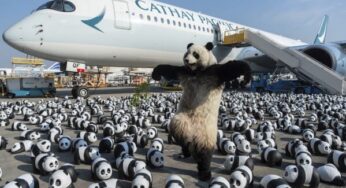 Hong Kong Unveils 2,500 Panda Sculptures For Local Bear Mania