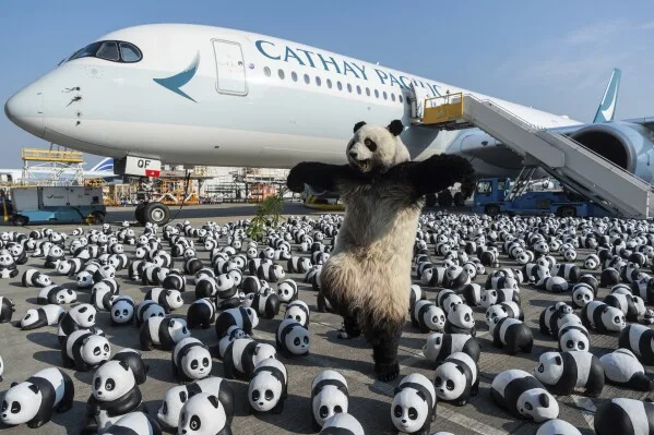 Hong Kong Unveils 2,500 Panda Sculptures For Local Bear Mania